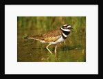 Killdeer near Nest by Anonymous