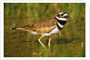 Killdeer near Nest by Anonymous