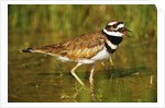 Killdeer near Nest by Anonymous
