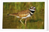 Killdeer near Nest by Anonymous