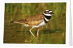 Killdeer near Nest by Anonymous
