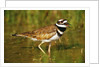 Killdeer near Nest by Anonymous