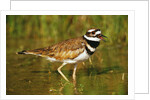 Killdeer near Nest by Anonymous