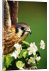 American Kestrel on a Crab Apple Bloom by Anonymous