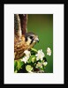 American Kestrel on a Crab Apple Bloom by Anonymous