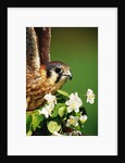 American Kestrel on a Crab Apple Bloom by Anonymous