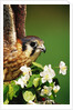 American Kestrel on a Crab Apple Bloom by Anonymous