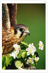 American Kestrel on a Crab Apple Bloom by Anonymous