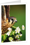 American Kestrel on a Crab Apple Bloom by Anonymous