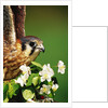 American Kestrel on a Crab Apple Bloom by Anonymous