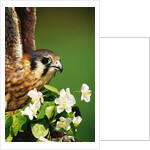 American Kestrel on a Crab Apple Bloom by Anonymous