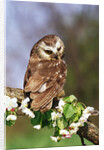 Saw-Whet Owl on Crab Apple Bloom by Anonymous