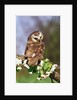 Saw-Whet Owl on Crab Apple Bloom by Anonymous