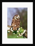 Saw-Whet Owl on Crab Apple Bloom by Anonymous