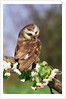 Saw-Whet Owl on Crab Apple Bloom by Anonymous
