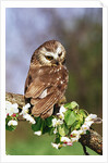 Saw-Whet Owl on Crab Apple Bloom by Anonymous