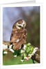 Saw-Whet Owl on Crab Apple Bloom by Anonymous