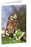 Saw-Whet Owl on Crab Apple Bloom by Anonymous