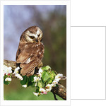 Saw-Whet Owl on Crab Apple Bloom by Anonymous