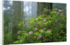 Rhododendrons Among Redwoods by Anonymous