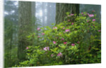 Rhododendrons Among Redwoods by Anonymous