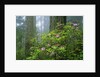 Rhododendrons Among Redwoods by Anonymous