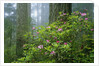 Rhododendrons Among Redwoods by Anonymous