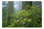 Rhododendrons Among Redwoods by Anonymous