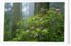 Rhododendrons Among Redwoods by Anonymous