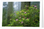 Rhododendrons Among Redwoods by Anonymous