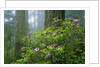 Rhododendrons Among Redwoods by Anonymous
