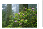 Rhododendrons Among Redwoods by Anonymous