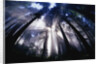 Sunlight Passing Through Redwood Forest by Anonymous
