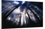 Sunlight Passing Through Redwood Forest by Anonymous