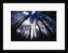 Sunlight Passing Through Redwood Forest by Anonymous