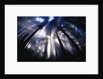 Sunlight Passing Through Redwood Forest by Anonymous