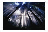 Sunlight Passing Through Redwood Forest by Anonymous