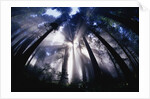 Sunlight Passing Through Redwood Forest by Anonymous