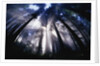 Sunlight Passing Through Redwood Forest by Anonymous