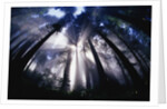 Sunlight Passing Through Redwood Forest by Anonymous