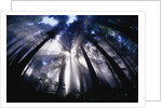 Sunlight Passing Through Redwood Forest by Anonymous