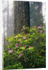 Rhododendrons and a Redwood by Anonymous