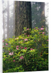Rhododendrons and a Redwood by Anonymous