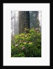 Rhododendrons and a Redwood by Anonymous