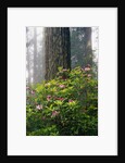 Rhododendrons and a Redwood by Anonymous