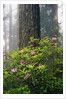Rhododendrons and a Redwood by Anonymous