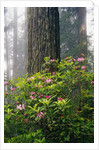 Rhododendrons and a Redwood by Anonymous