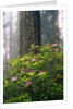 Rhododendrons and a Redwood by Anonymous