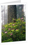 Rhododendrons and a Redwood by Anonymous