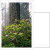 Rhododendrons and a Redwood by Anonymous